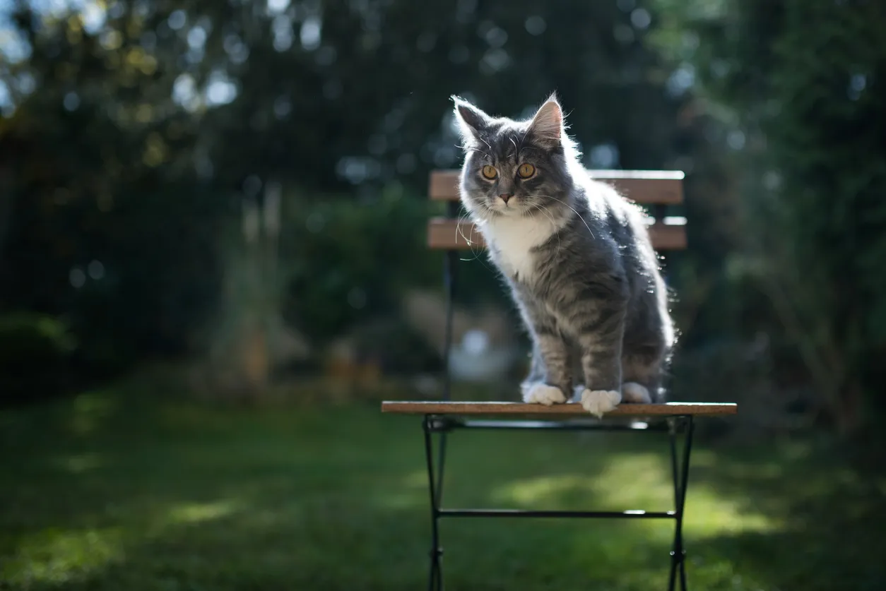 A gray kitten is sitting on a chair on the outdoor lawn.